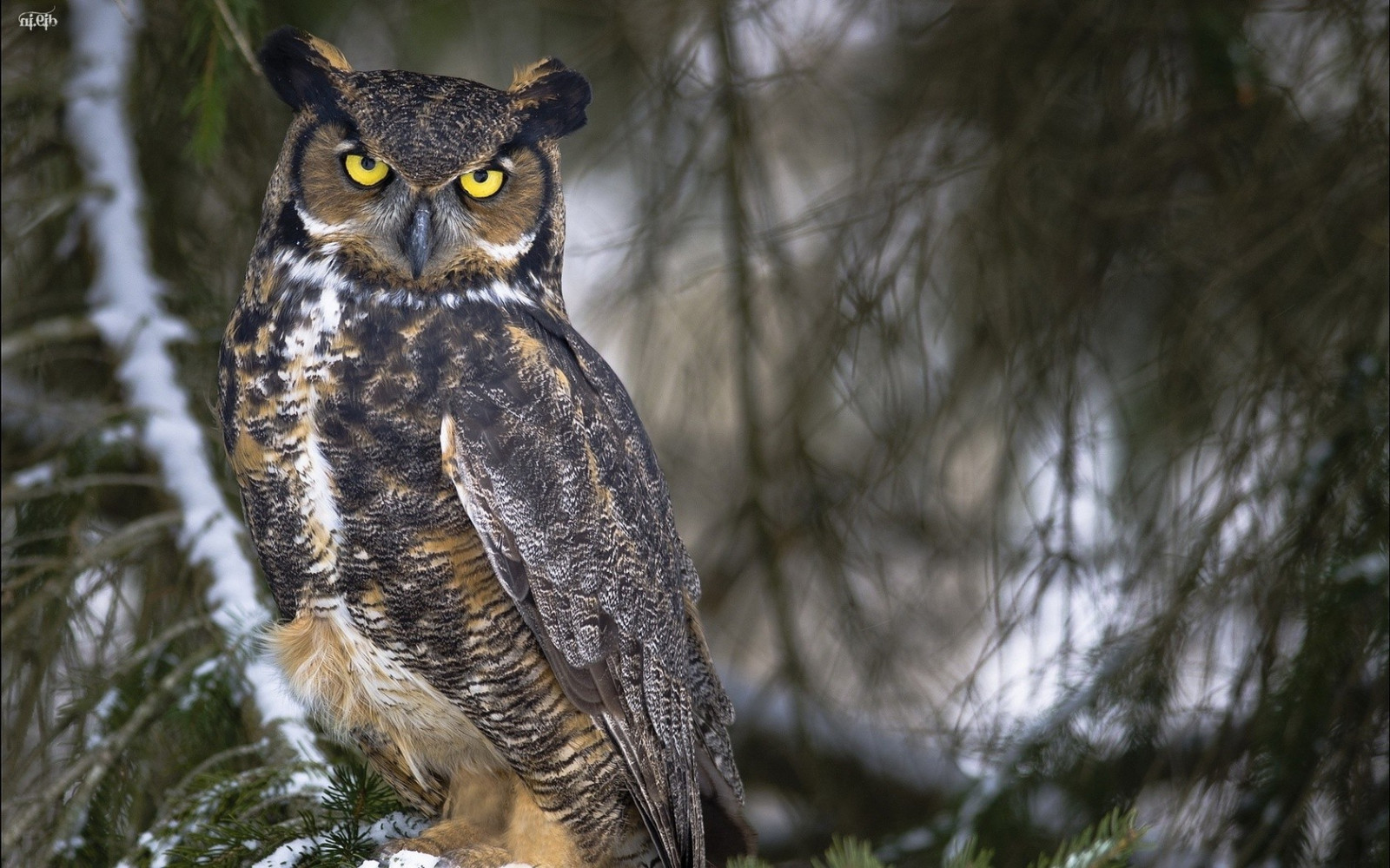 uccelli, animali, natura, natura, uccello rapace, gufo, becco, Falco, uccello, fauna, 1680x1050 px, vertebrato