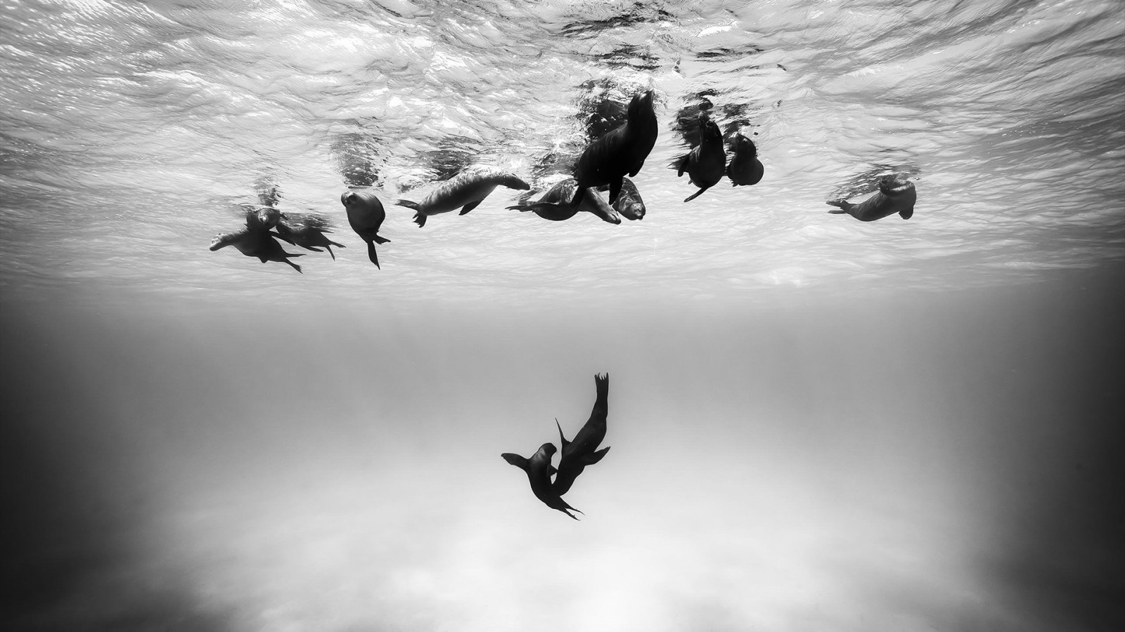 бял, черно, животни, монохромен, природа, сняг, зима, фотография, силует, под вода, уплътнения, облак, метеорологично време, птица, крило, атмосфера на Земята, Черно и бяло, монохромен фотография