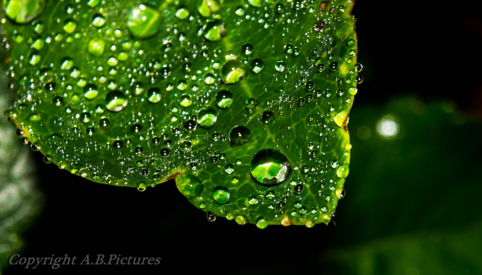 podzim, Photoshop, voda, Příroda, odraz, zima, déšť, fotografování, detailní, makro, zelená, Nikon, květy, objektiv, hledáček, olistění, rosa, Lightroom, DX, UMĚNÍ, Soustředit se, světlo, strom, podzim, uzávěrka, list, flickr, květ, rostlina, fotografie, pokles, kapky deště, flóra, dof, odstín, digitální, obraz, obrázek, fauna, d5200, snímky, vr, centrum, apeture, zblízka, jednoletá rostlina, makro fotografie, závod stonek, stafordšírský, vlhkost, nikkor1855mm, wolesley, Rugeley, abpictures, flickrimage