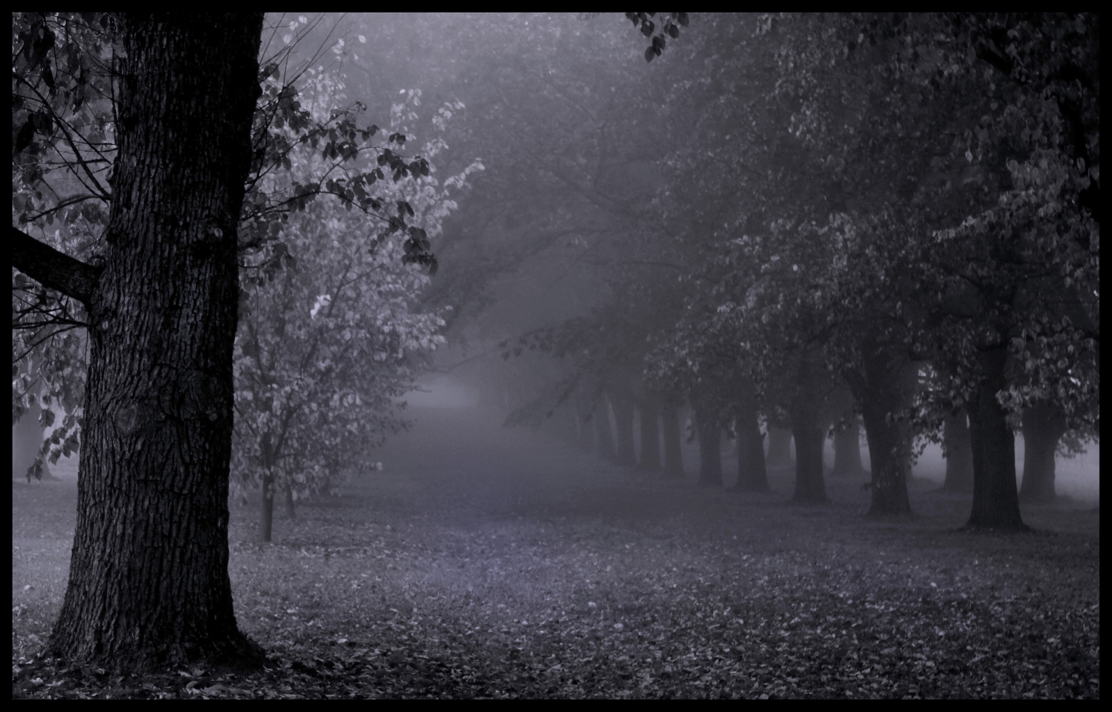 slunečnímu záření, stromy, les, černobílý, noc, sníh, zima, ráno, mlha, mráz, měsíční svit, atmosféra, zmrazení, půlnoc, strom, mlha, počasí, sezóna, tělesné, tma, atmosférický jev, Černý a bílý, monochromatické fotografování, yarravalley, yeringstation