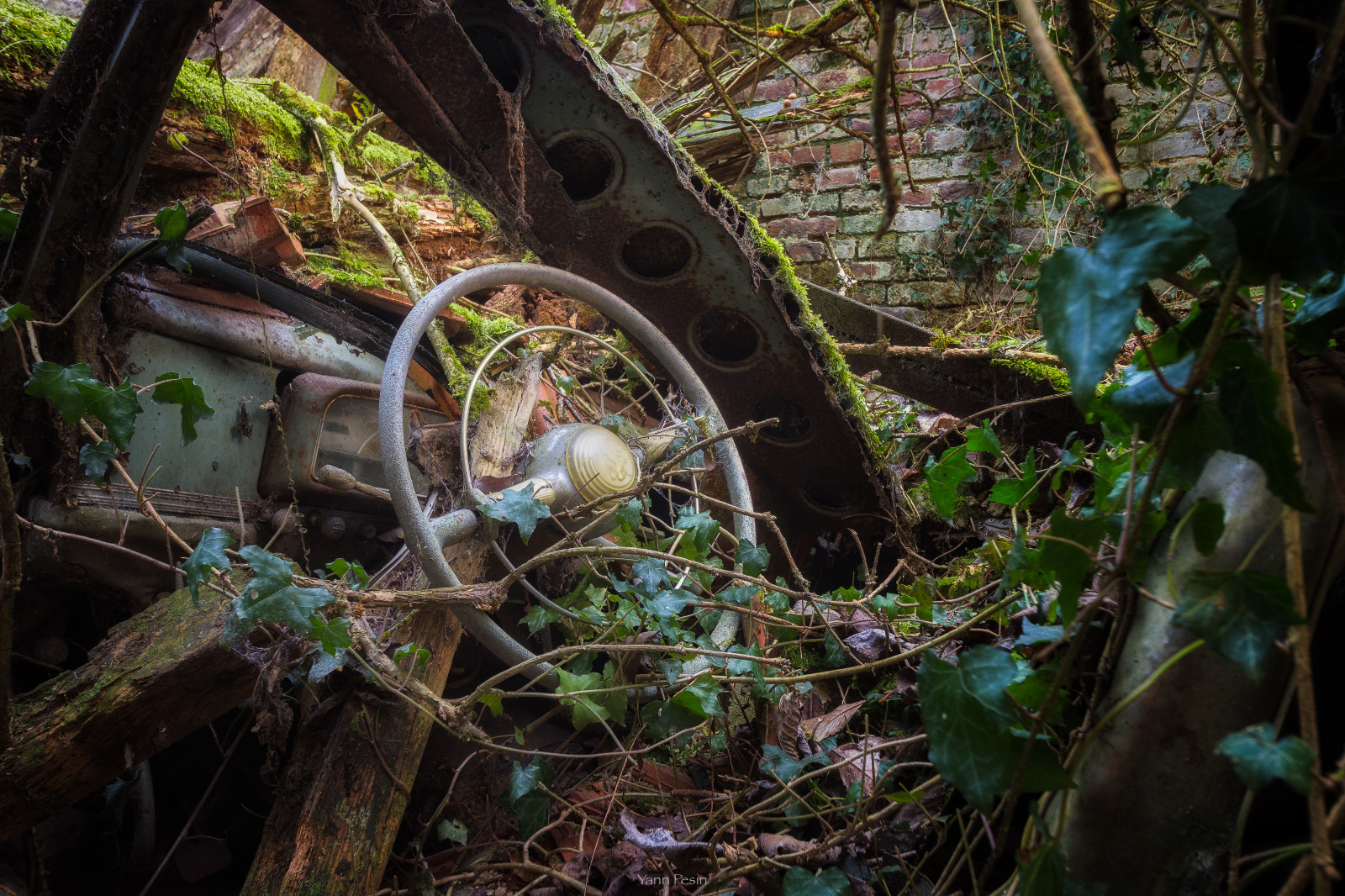 Wallpaper forest, nature, car, urban, abandoned, green, wildlife