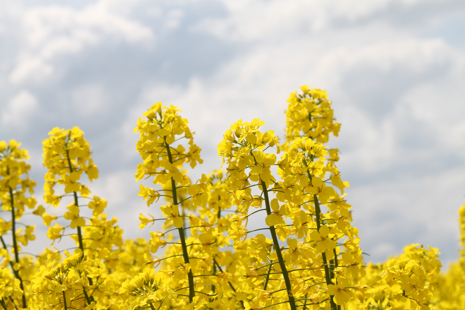 Wallpaper : sunlight, landscape, food, sky, field, yellow, blossom ...
