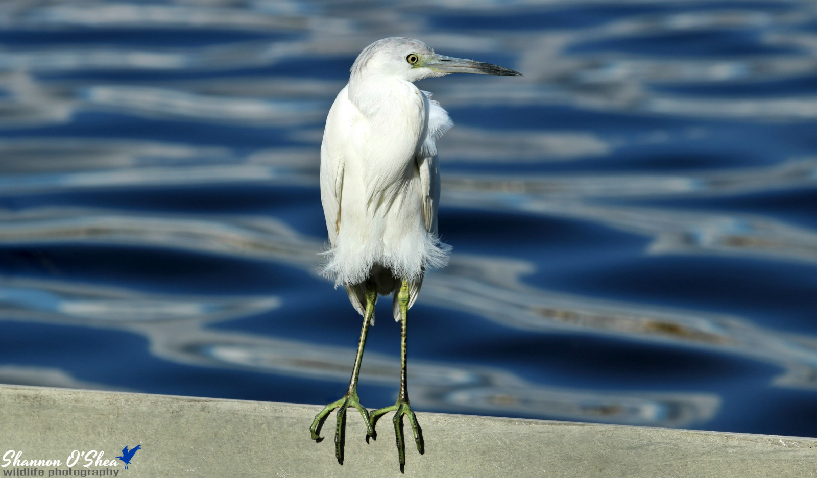 นก, สัตว์ป่า, ปาก, น้ำ, นกกระสา, สัตว์ป่า, นกกระยาง, shorebird, pelecaniformes, ท้องฟ้า, ขน, นกกระยางที่ดี