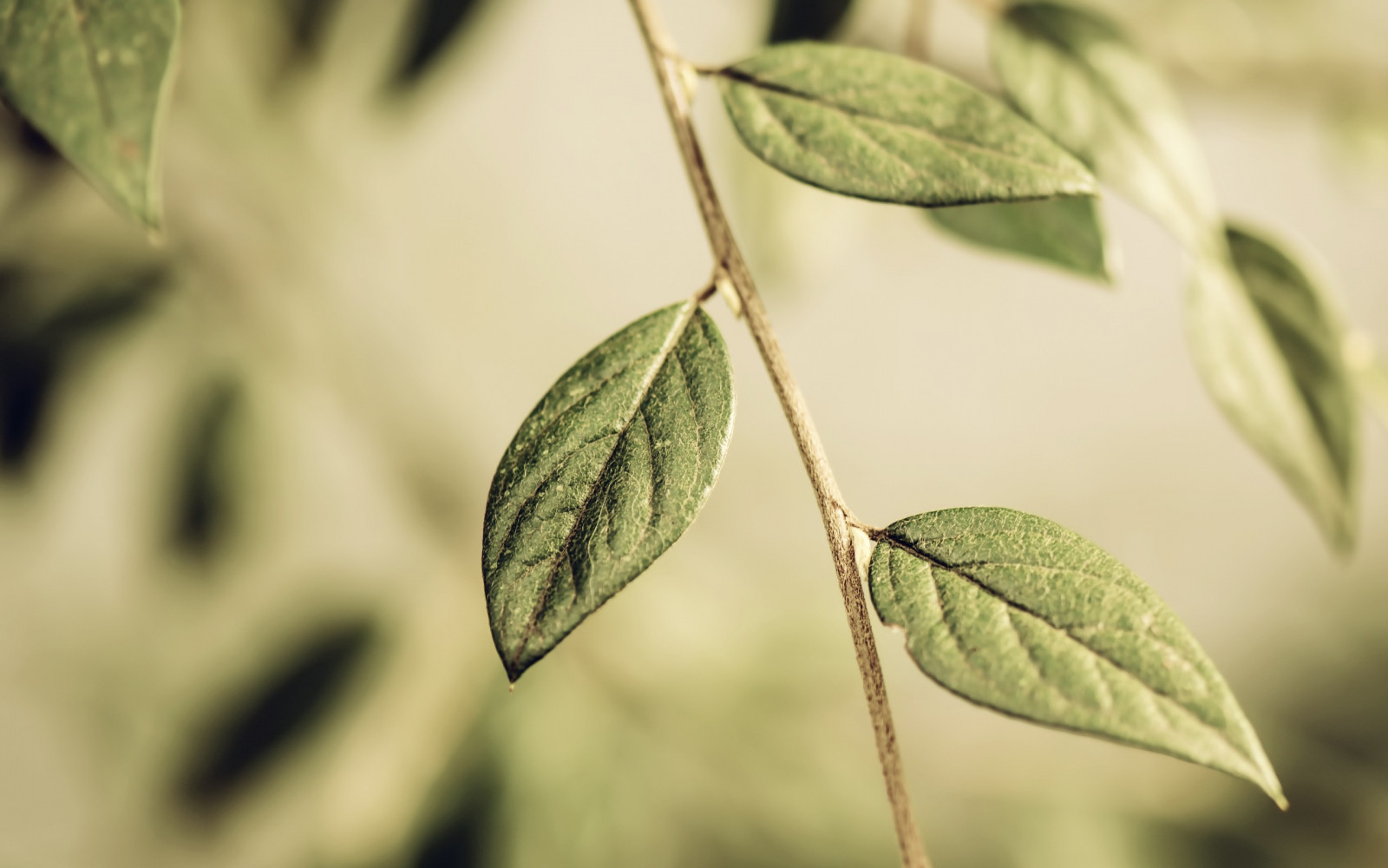 listy, Příroda, rostliny, fotografování, makro, větev, zelená, strom, list, květ, rostlina, flóra, větvička, botanika, suchozemská rostlina, kvetoucí rostlina, zblízka, makro fotografie, tráva rodina, závod stonek