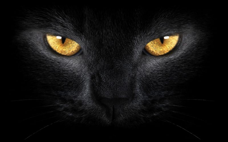 zwart, illustratie, kat, monochroom, neus-, bakkebaarden zwart, illustratie, kat, monochroom, neus-, bakkebaarden
