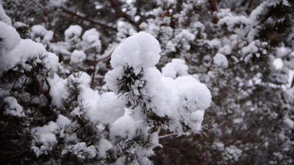 snow,fir tree,plants,tree trunk