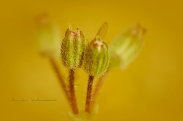 green,photography,macro,insect,yellow,pollen