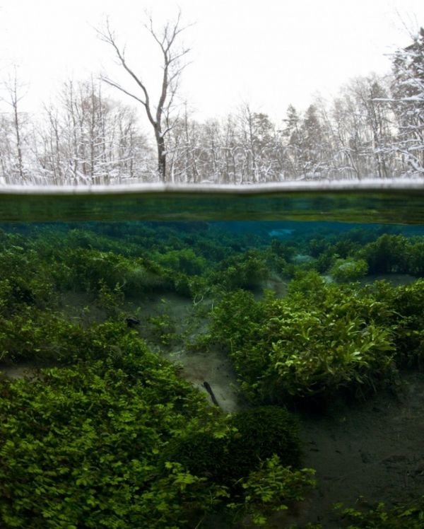 trees, forest, water, contrast, leaves, garden