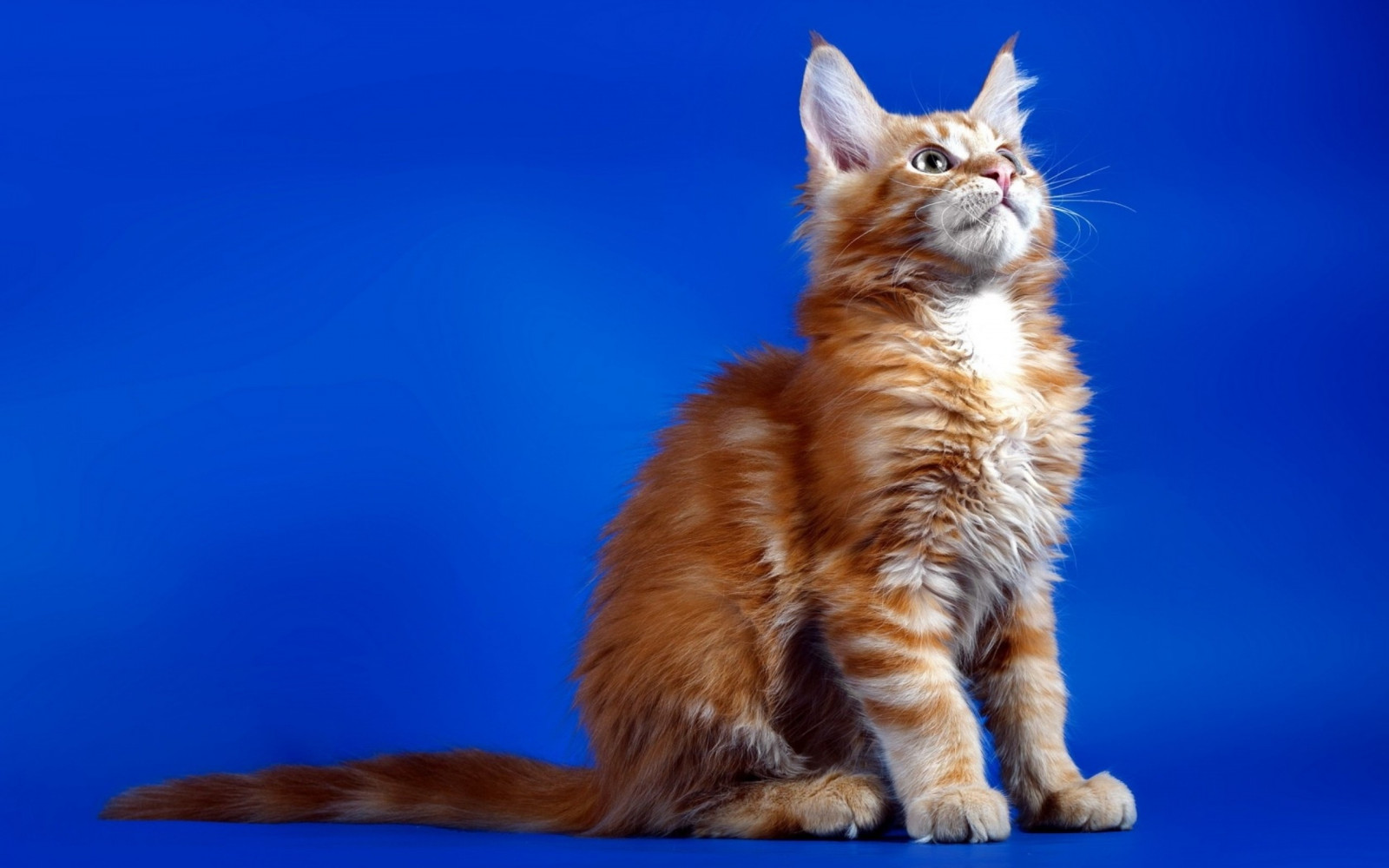 デスクトップ壁紙 ネコ ウィスカー ハッピー メインクーン 子猫 動物相 哺乳類 脊椎動物 哺乳動物のような猫 中型から中型の猫 カルニボラン ベンガル ソマリ 2560x1600 Sergiucoj デスクトップ壁紙 Wallhere