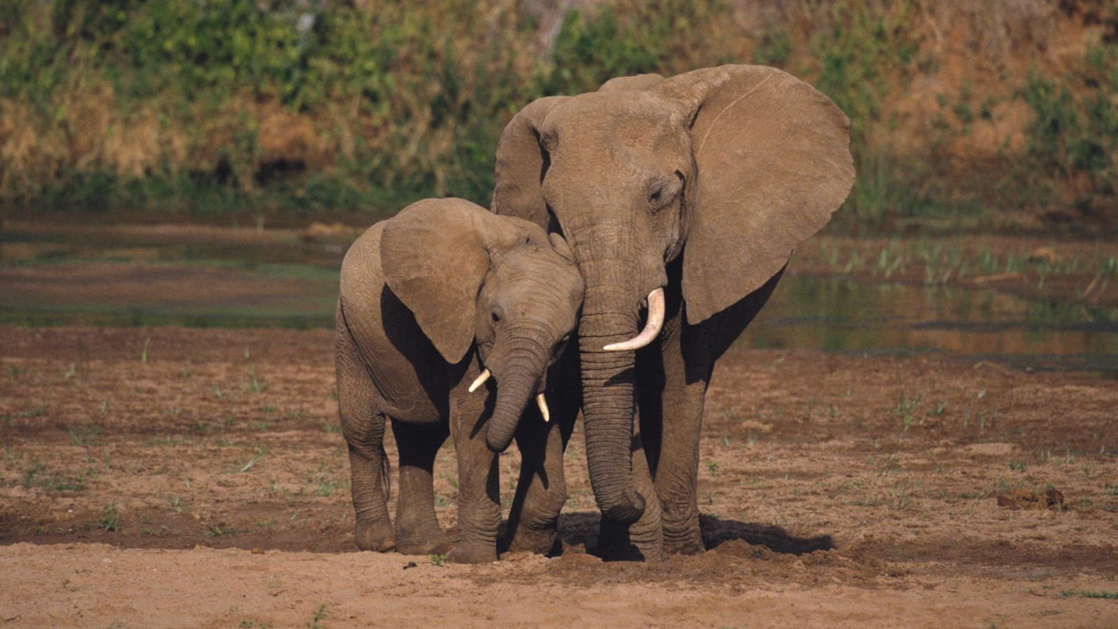 Wallpaper 1920x1080 px, African, animals, baby, elephant, Elephants