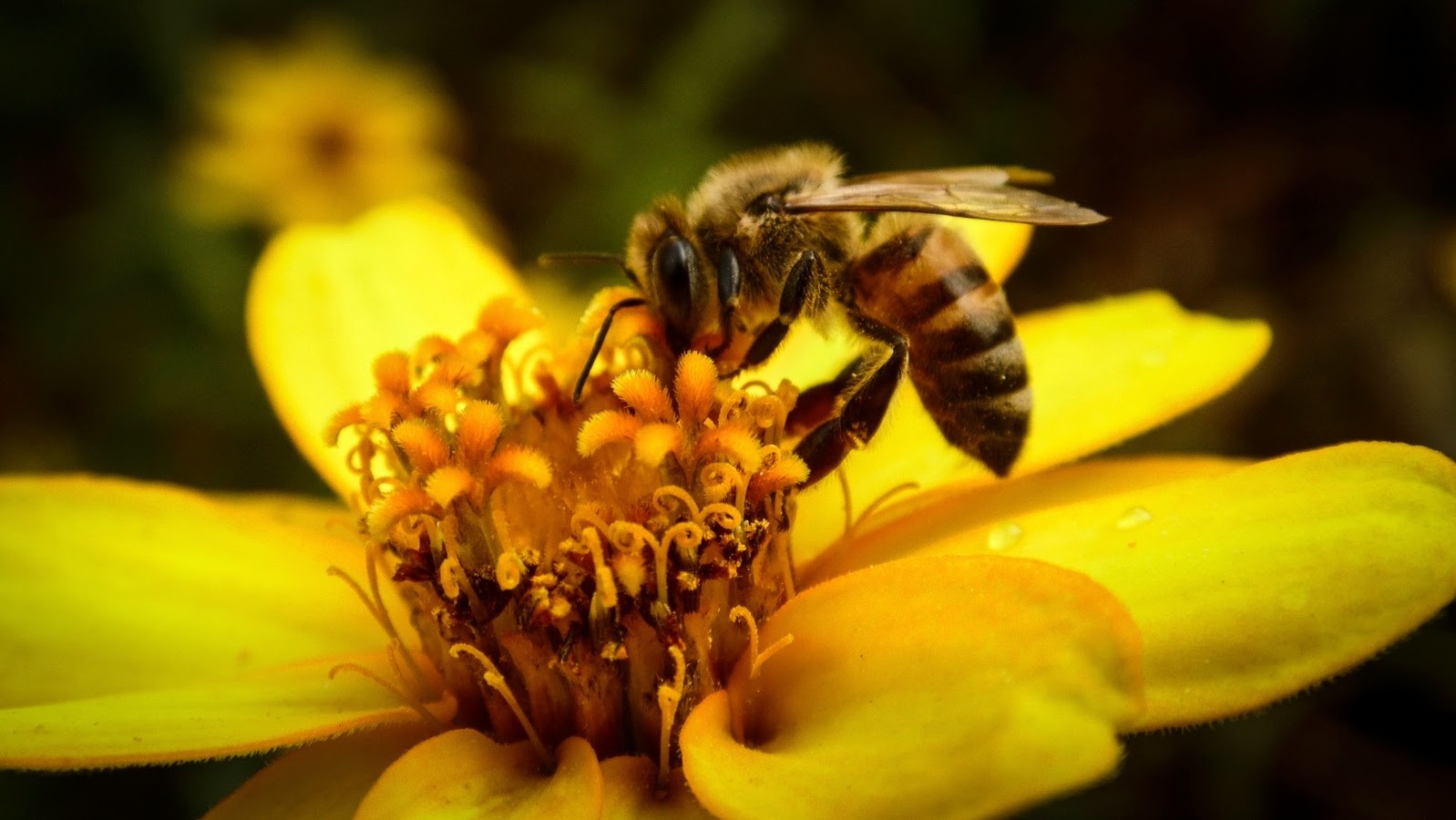 Wallpaper : animals, flowers, nature, yellow, pollen, bees, Bee, flower ...