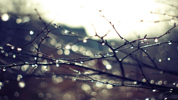 Sonnenlicht,Natur,Betrachtung,Ast,Himmel,Makro