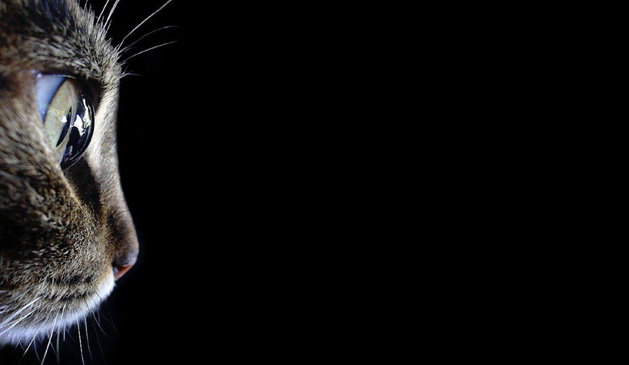 tvář, kočka, Volně žijících živočichů, nos, kníry, oko, tma, savec, počítač tapeta, Černý a bílý, zblízka, kočka jako savci, makro fotografie, čenich, malé až středně velké kočky, carnivoran, organismus, 1280x744 px, stock photography