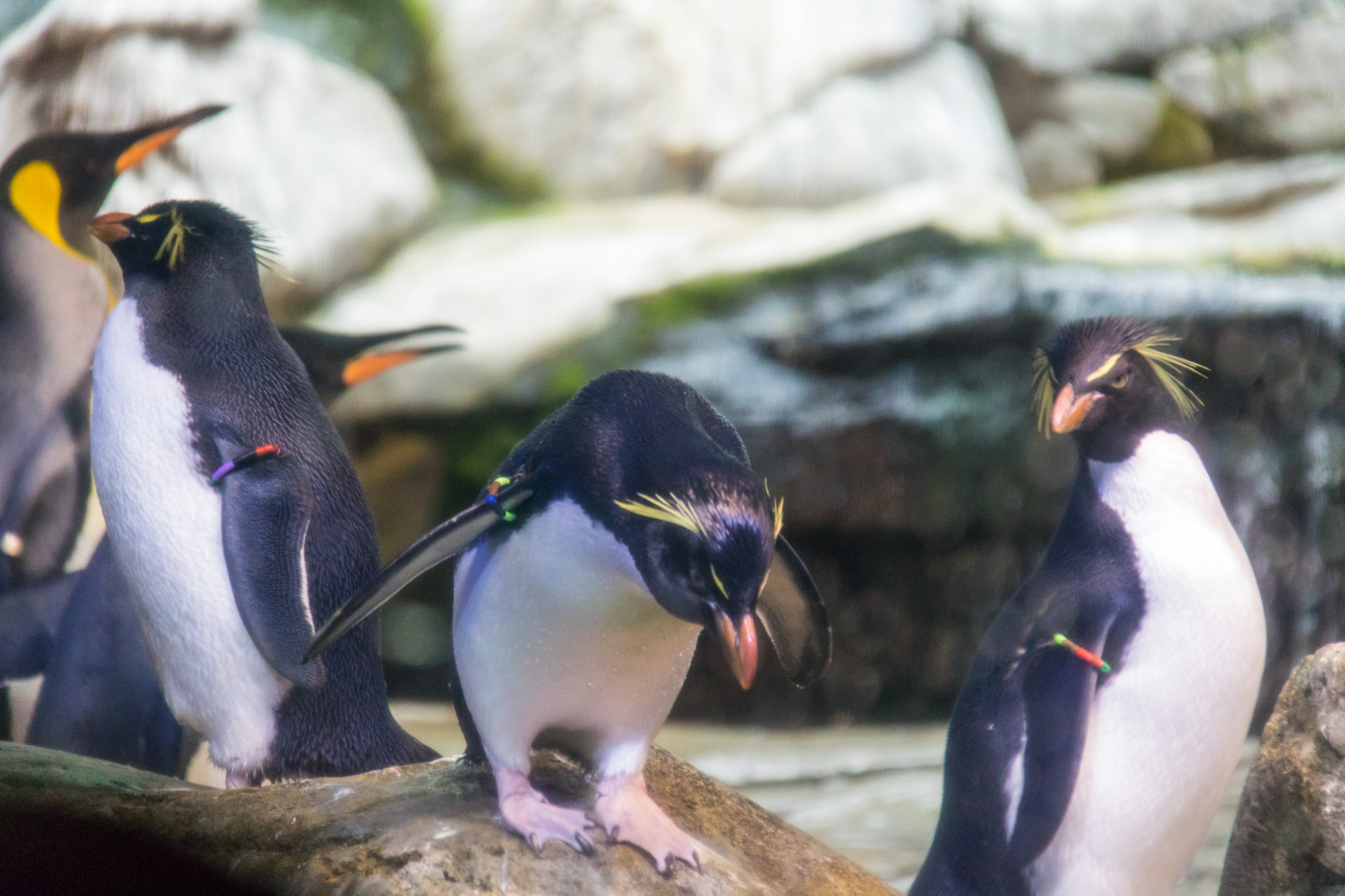 Německo, Volně žijících živočichů, zoologická zahrada, Tučňák, zobák, Berlín, zvíře, pták, DJUR, Německo, deutschland, zoologischergarten, berlinszoo, f gel, exif modelu canoneos760d, geocountry, Kamera aby kánon, geocity, Model fotoaparátu canoneos760d, geostate, geolocation, EXIF čočka efs18200mmf3556is, EXIF otvor 56, exif focallength 200mm, exif aby kánon, exif isospeed 2500, berlinzoo, zooberlin, Djurpark, pingvin, fauna, nelétavý pták, obratlovců, tučňák