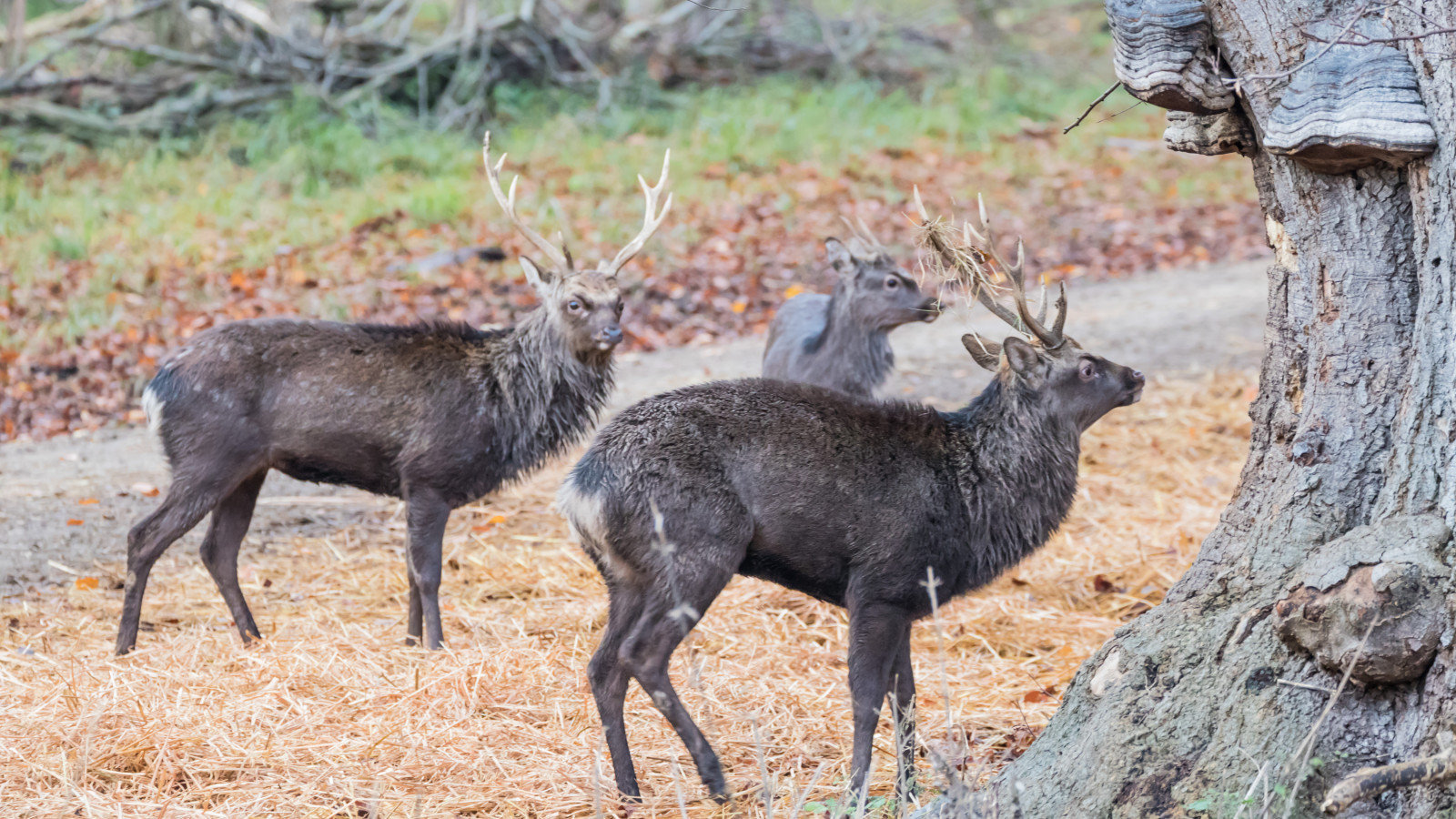 les, Jelen, park, silnice, Volně žijících živočichů, los, cesta, Dánsko, podzim, les, Danmark, Skog, exif modelu canoneos760d, geocountry, Kamera aby kánon, geocity, Model fotoaparátu canoneos760d, geostate, geolocation, exif aby kánon, exif isospeed 1600, EXIF otvor 50, EXIF ef70300mmf456lisusm čočka, VAG, Dyrehaven, j gersborg, j gersborgdyrehave, exif focallength 188mm, fauna, savec, obratlovců, bílá sledoval jelena, kabarovití