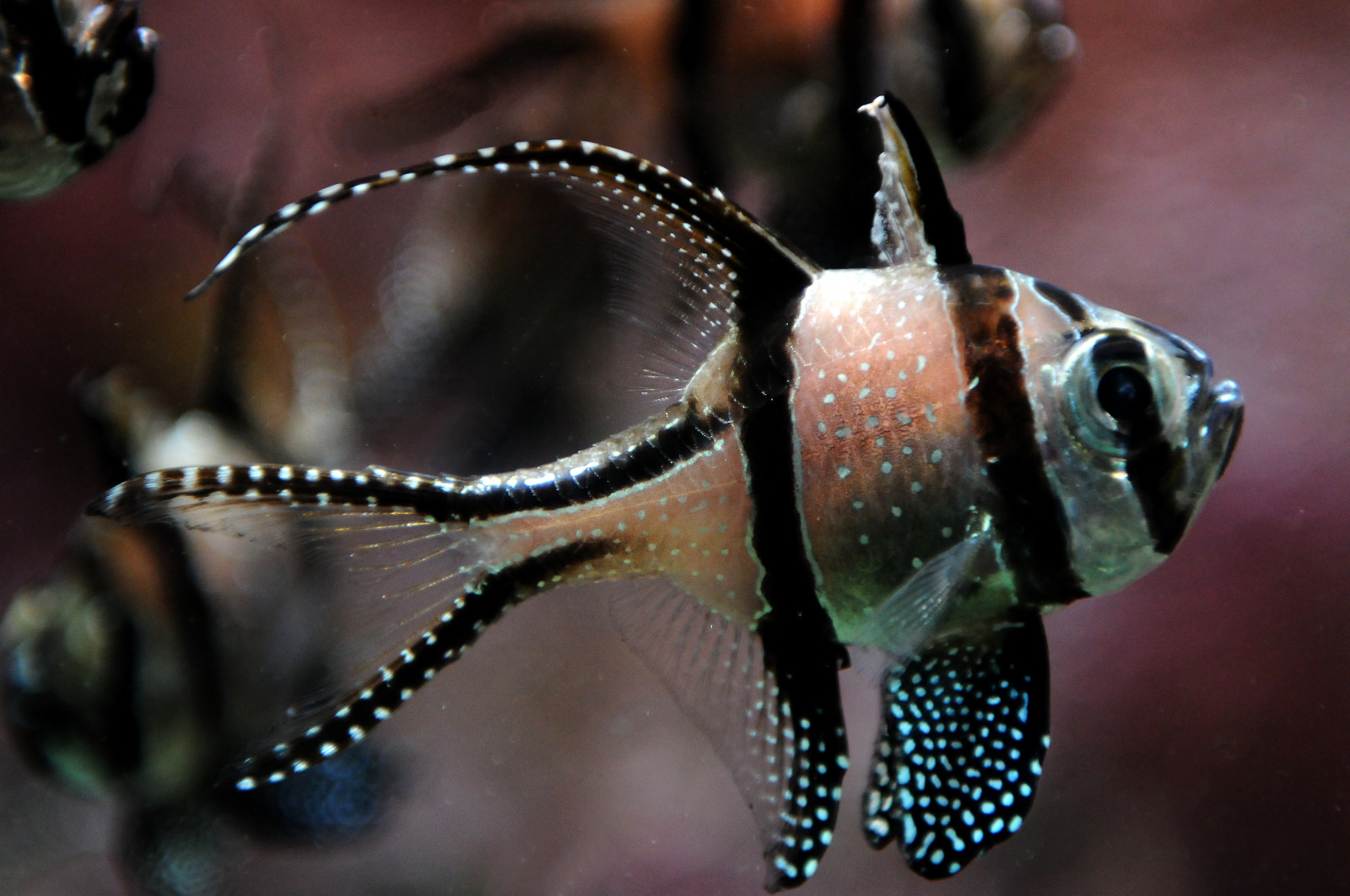 Ryba, Německo, deutschland, zoologická zahrada, akvárium, Nikon, Wuppertal, Německo, D300, flickrdiamond, 2470mmf28afs, einseinszehn