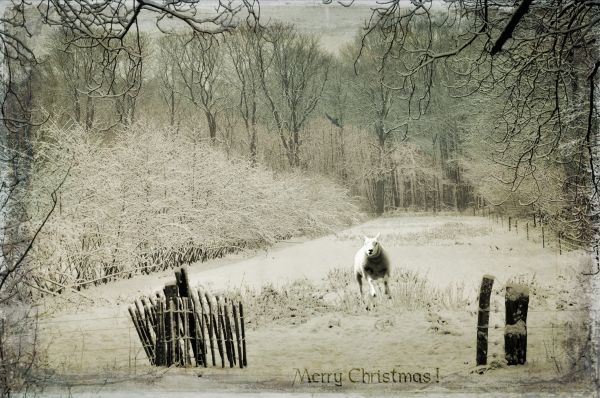 trees,light,white,Christmas,winter,snow