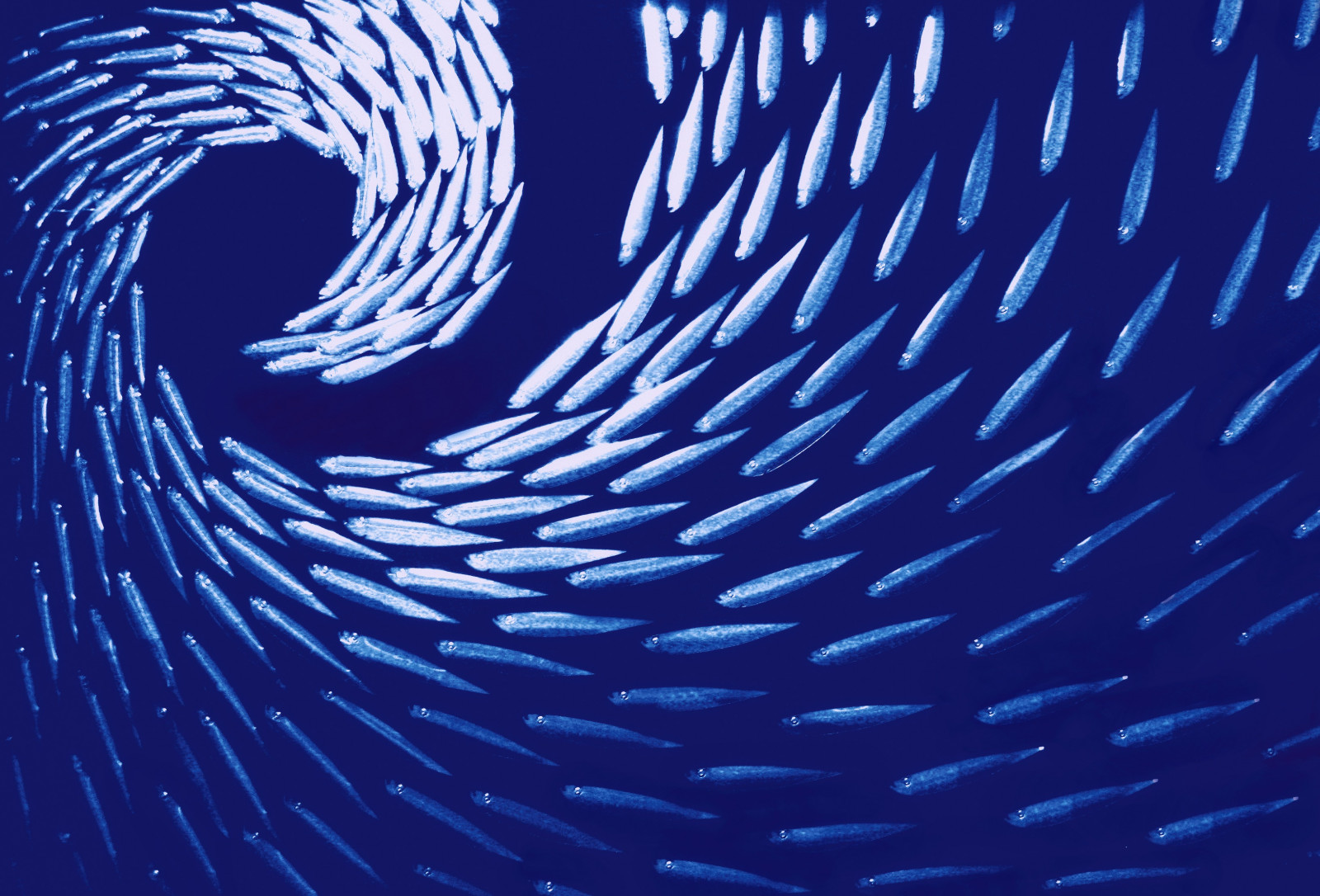 Wallpaper blue, school, sculpture, fish, abstract, ART, wave
