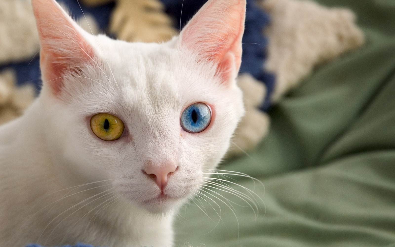gatto, heterochromia, naso, barba, pelle, leggero, colore, gattino, mammifero, vertebrato, avvicinamento, gatto come mammifero, di piccole e medie dimensioni gatti, carnivoran, Tonkinese, Burmilla, occhi diversi, Khao manee