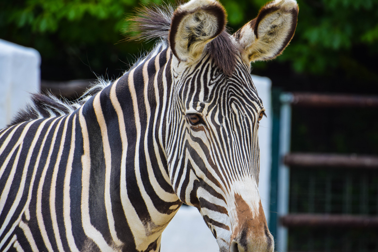 Příroda, Německo, Volně žijících živočichů, zoologická zahrada, Evropa, Berlín, zvíře, venkovní, de, DJUR, Německo, zoologischergarten, budapesterstrasse, berlinszoo, zebra, fauna, savec, kůň jako savci