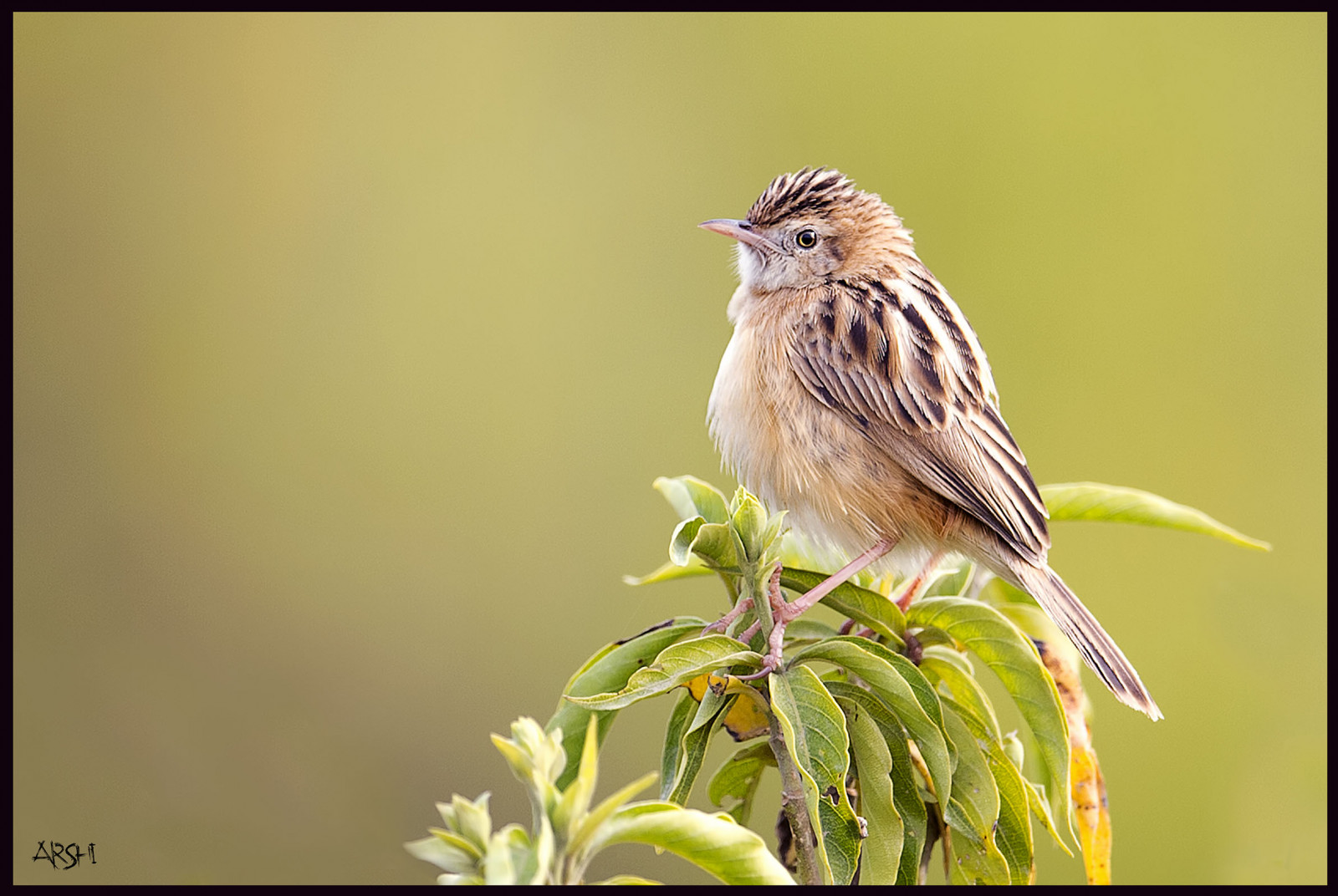 Pákistán, Krásná, ptactvo, Nikon, Volně žijících živočichů, snímky, milenec, Birdseyeview, islamabad, naturephotography, naturelover, wildlifephotography, birdsofpakistan, nikkor600mmf4, wildlifephotographey, birdslover, birdsphotography, ilovewildlife, nikond4s, arshadashraf
