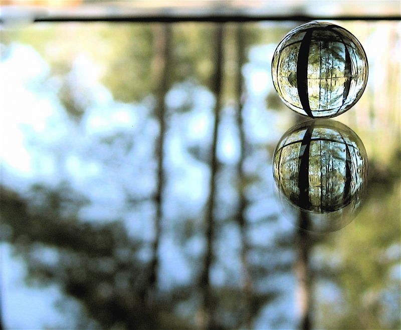 agua,reflexão,luz solar,árvore,fechar-se,vidro