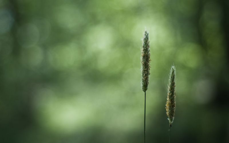 slunečnímu záření, Příroda, tráva, fotografování, detailní, makro slunečnímu záření, Příroda, tráva, fotografování, detailní, makro