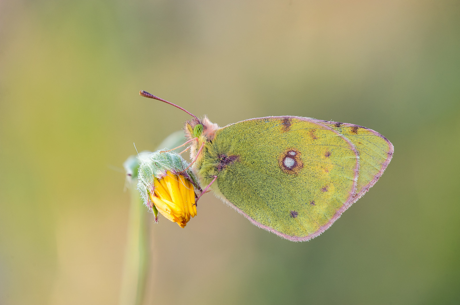 Příroda, fotografování, makro, motýl, hmyz, zelená, žlutý, Volně žijících živočichů, Nikon, mol, list, květ, flóra, Mariposa, okvětní lístek, fauna, D700, botanika, zblízka, makro fotografie, závod stonek, bezobratlý, členovců, nektar, opylovači, můry a motýli, lycaenid, Colias, Pieridae, štětec footed motýl, focusstacking, macronature, apilado, sigma180mm35