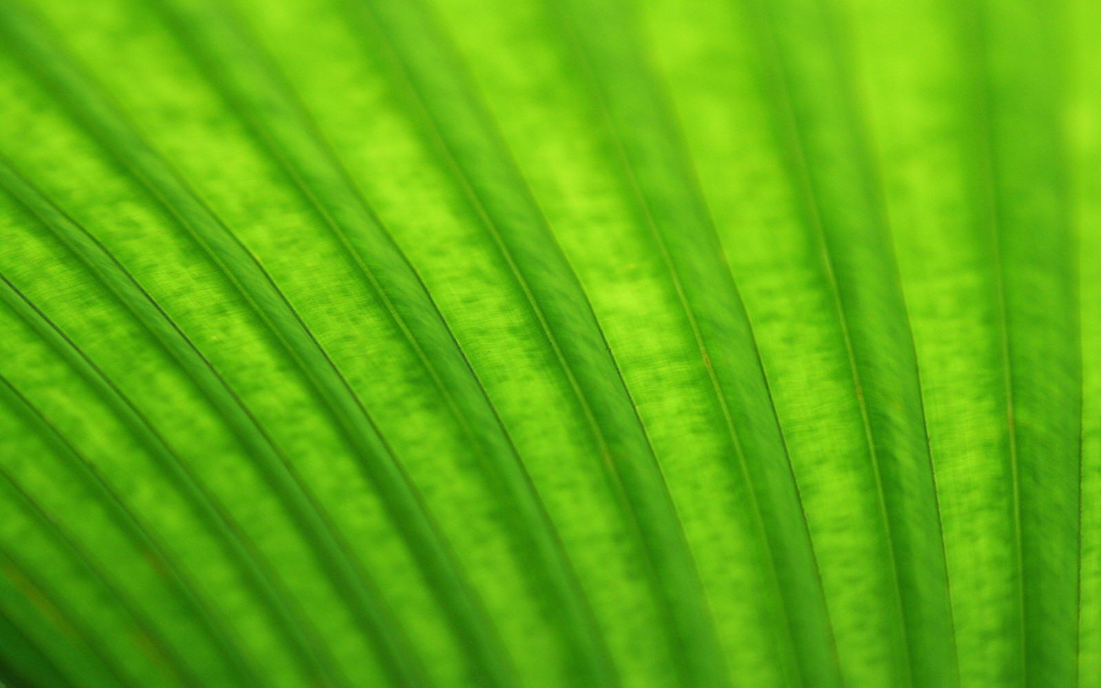 Wallpaper 1920x1200 px, GNOME, Linux, Ubuntu 1920x1200 goodfon