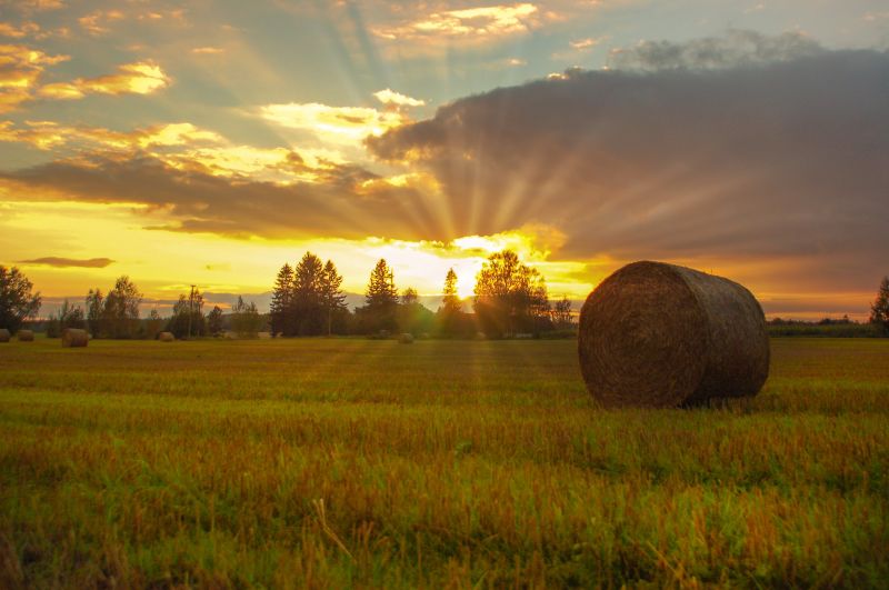luce del sole, paesaggio, tramonto, collina, natura, erba luce del sole, paesaggio, tramonto, collina, natura, erba