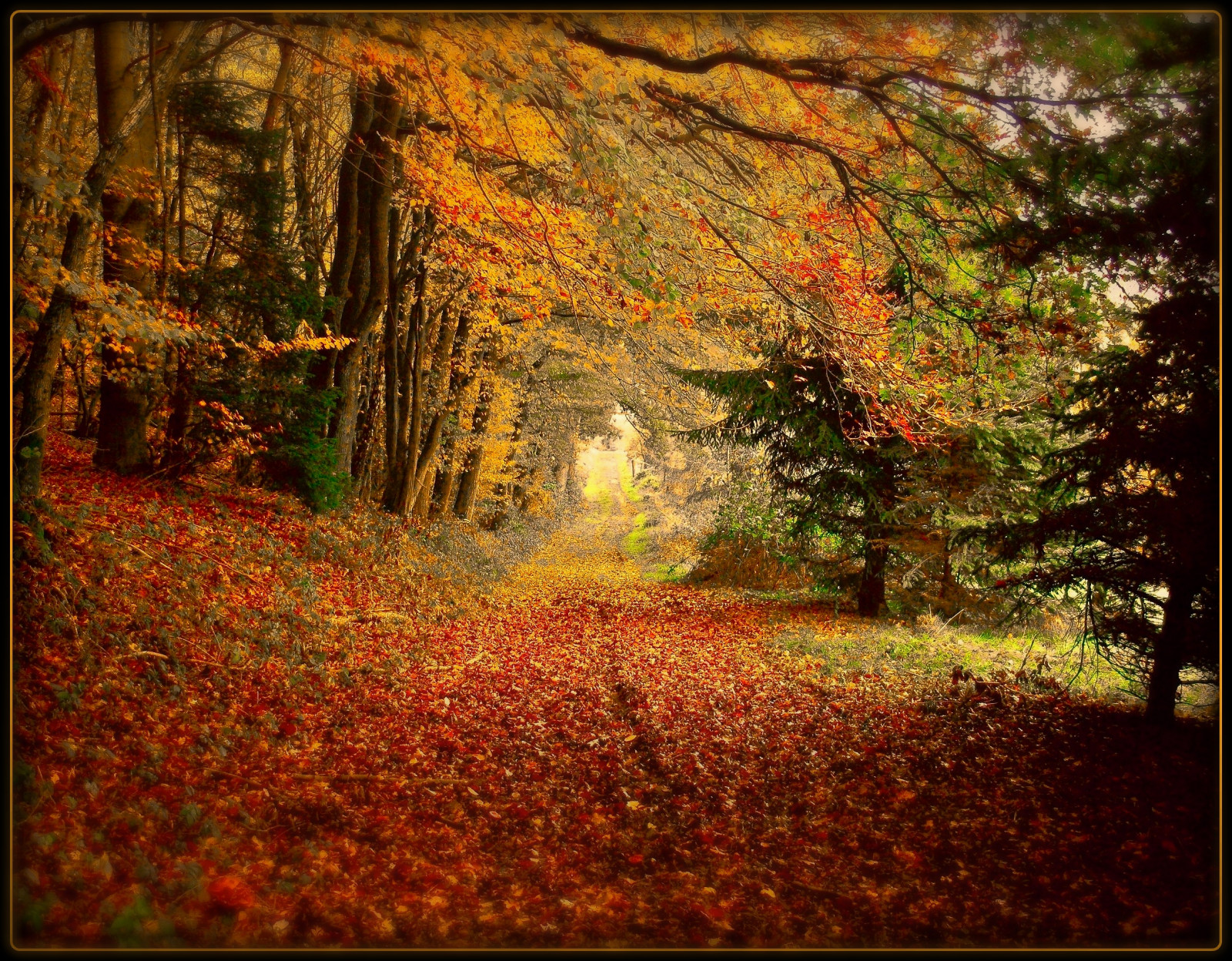 sollys, landskab, Skov, efterår, natur, græs, træ, afdeling, morgen, Tyskland, magi, struktur, sti, Köln, KUNST, træ, efterår, blad, vej, elitegalleryaoi, vegetation, kreativ, magiske, mystiker, bestcapturesaoi, Oberberg, skov, 2112008, lund, computer tapet, tempererede nåleskove, biom, gamle vækst skov, tempereret løvfældende skov, løvfældende, ahorntræ, ahorn blad, state Park, NPP, theatrical scenery