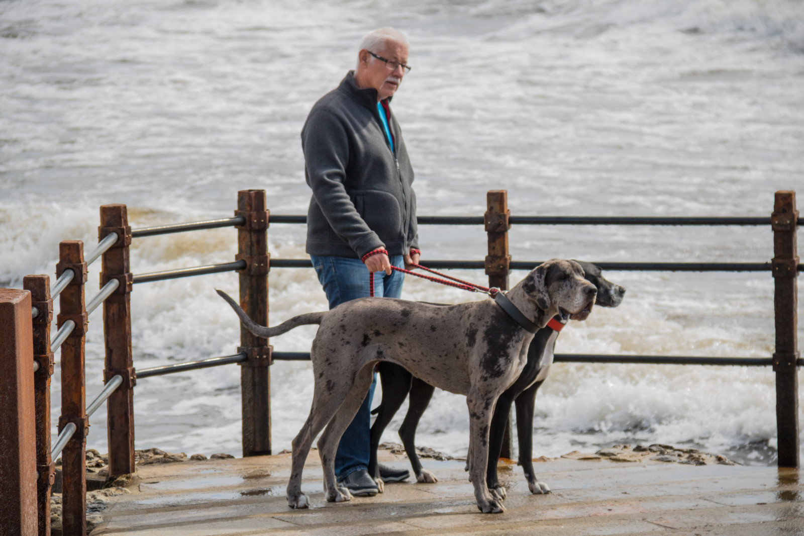 lidé, zima, Pes, chrt, zvíře, psík, m nniska, DJUR, smygehuk, s dersl tt, utkiken, exif modelu canoneos760d, geocountry, Kamera aby kánon, geocity, Model fotoaparátu canoneos760d, geostate, geolocation, EXIF čočka efs18200mmf3556is, exif aby kánon, EXIF isospeed 100, EXIF otvor 71, exif focallength 145mm, savec, zvířecí sporty, pes jako savec, psí sporty, pouliční pes, venčení domácích mazlíčků