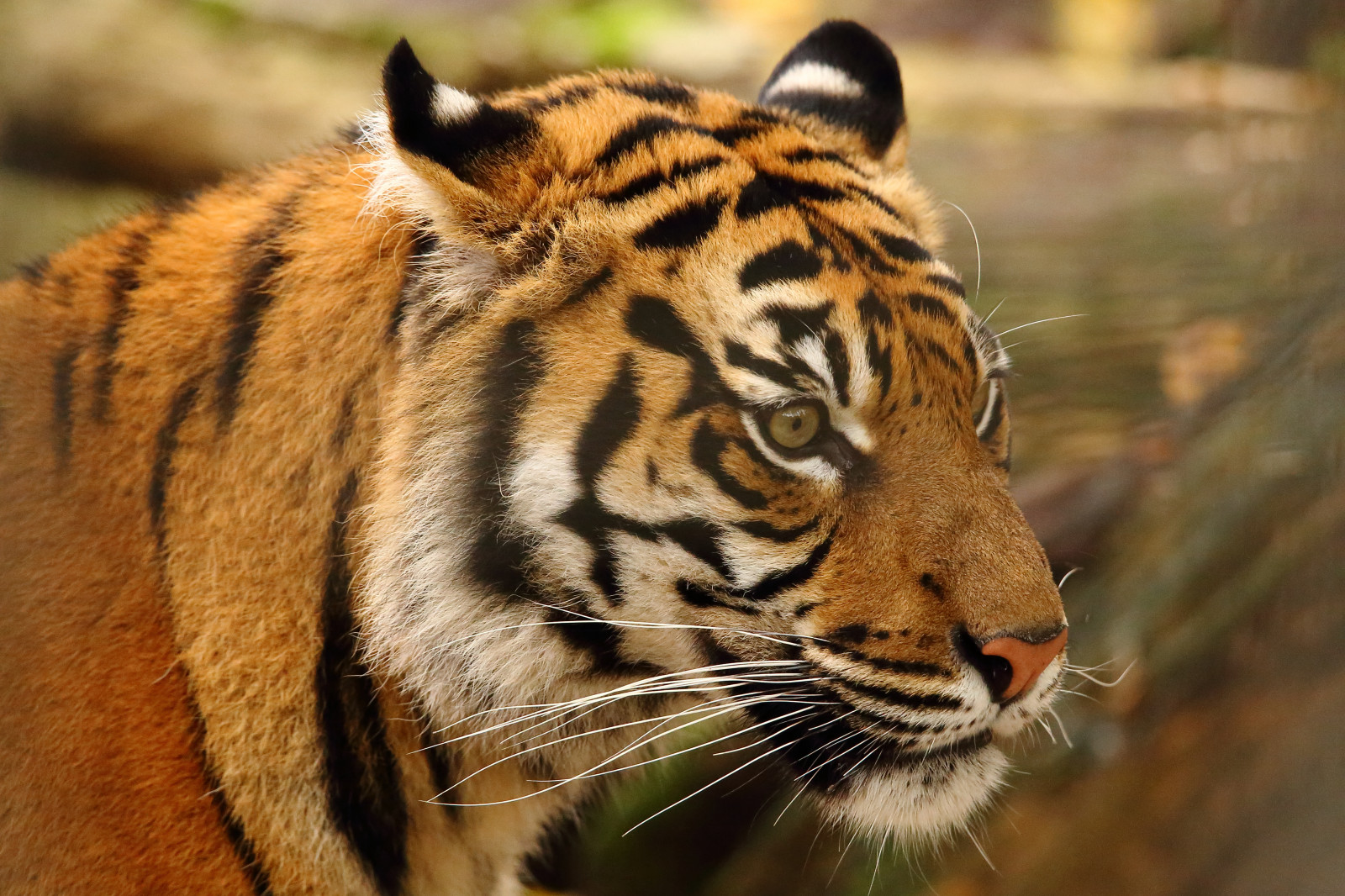 หญ้า, เสือ, เยอรมนี, สัตว์ป่า, แมวใหญ่, สวนสัตว์, เครา, ไฮเดลเบิร์ก, commentbygwlap, สัตว์ป่า, สัตว์เลี้ยงลูกด้วยนม, จมูก, carnivoran, สิ่งมีชีวิต, hansj rgenhettinger, terrestrial animal