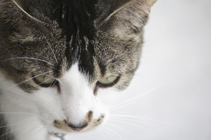 Gesicht, Katze, Nase, Whiskers, Weiß, Haut Gesicht, Katze, Nase, Whiskers, Weiß, Haut