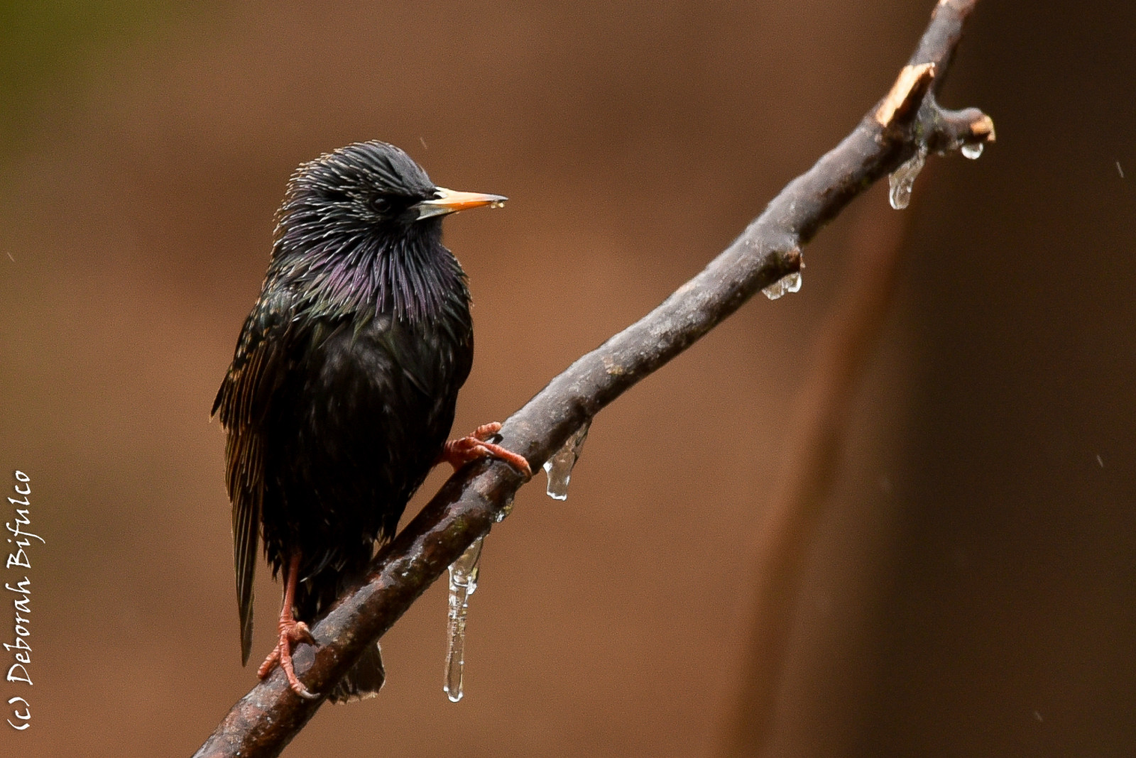 ptactvo, Příroda, zima, déšť, větev, led, Volně žijících živočichů, mokrý, zobák, yard, venkovní, pták, kos, fauna, New Jersey, prohlížení pták, obratlovců, zblízka, eust, europeanstarling