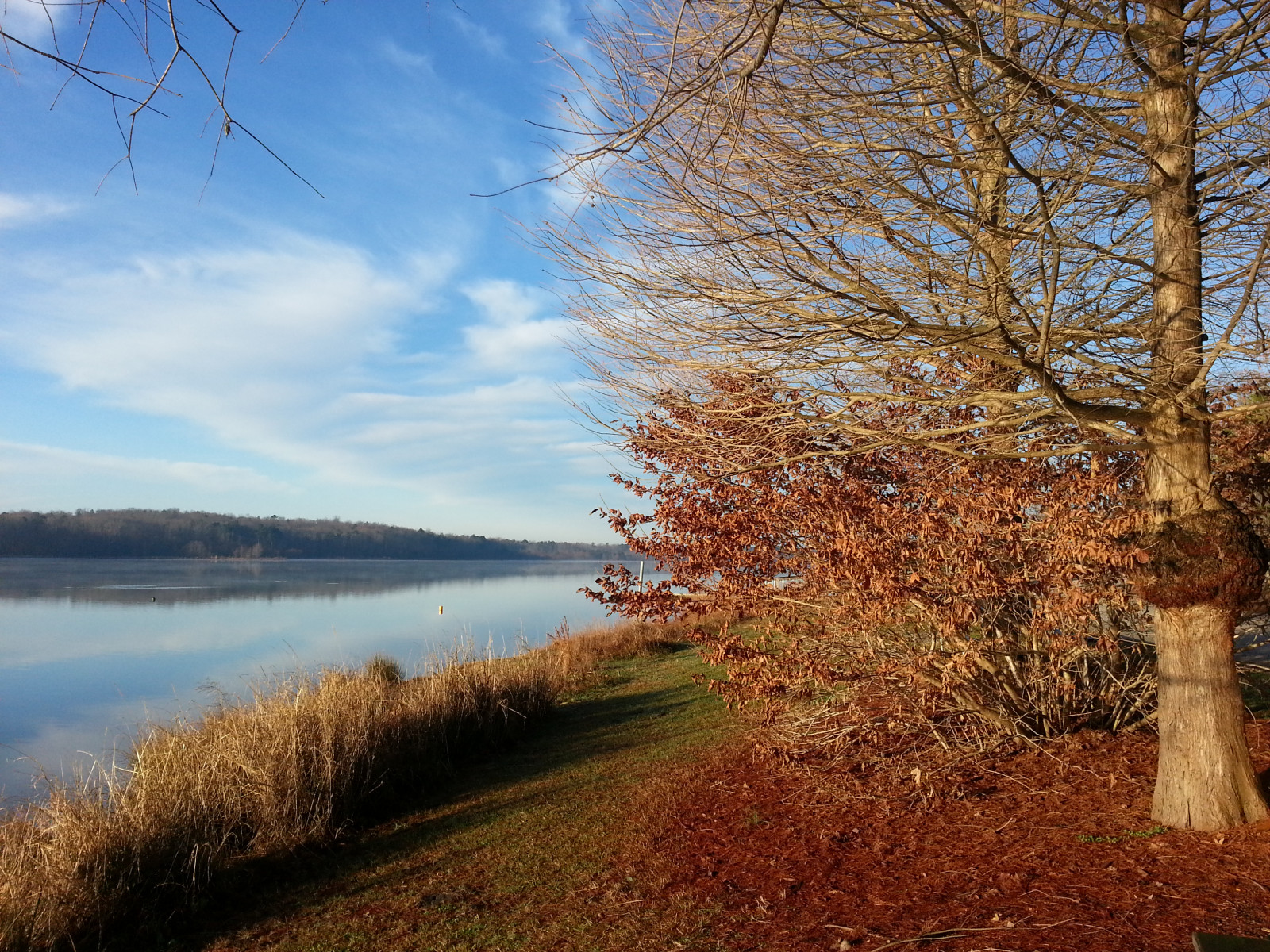 stromy, tetování, jezírka, Severní Karolina, lakecrabtree