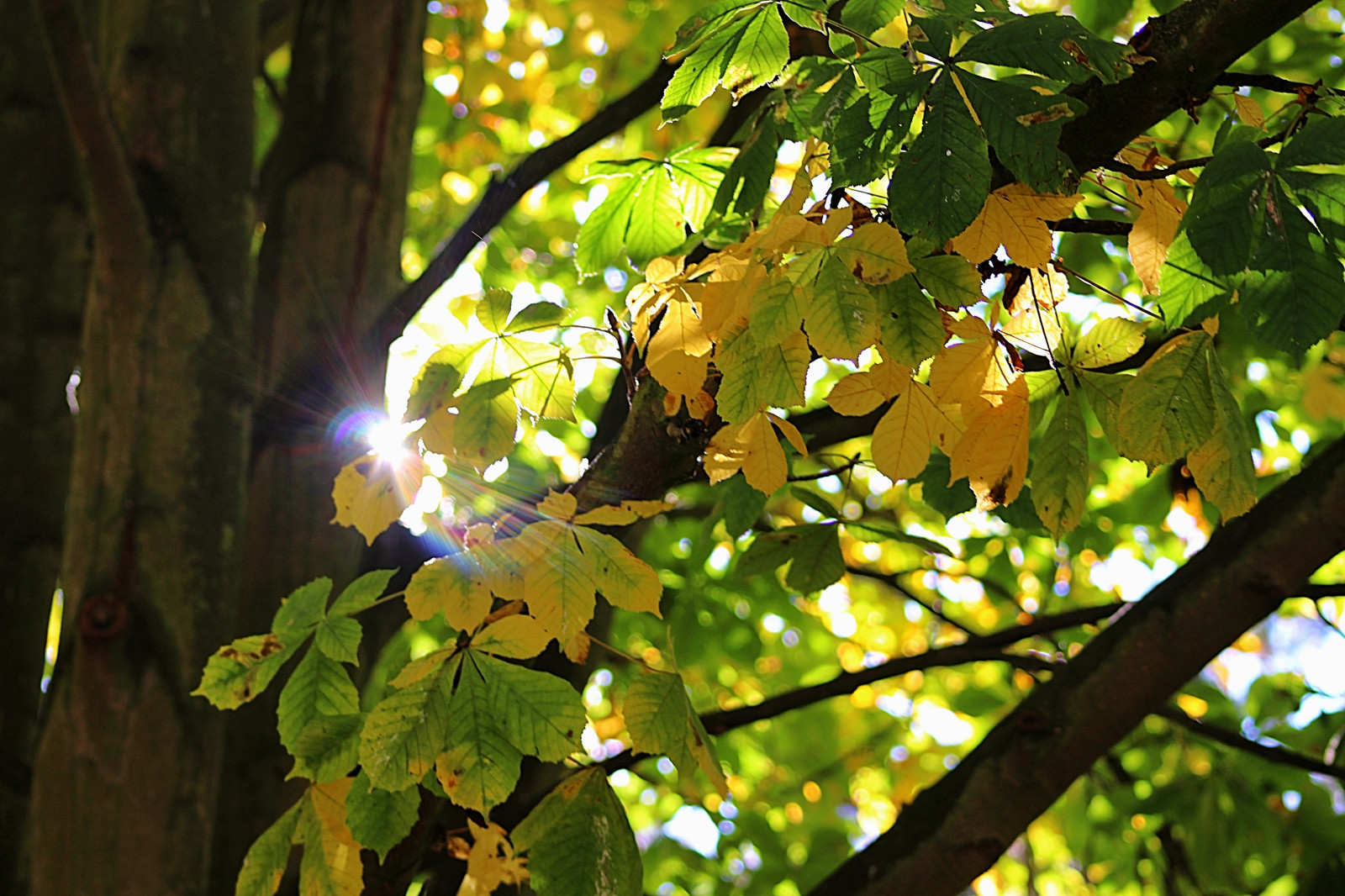 Wallpaper sunlight, forest, nature, branch, green, Sun, blossom