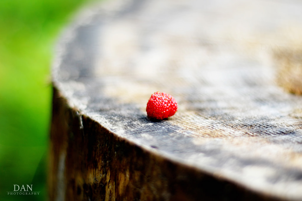 slunečnímu záření, les, voda, Příroda, Červené, fotografování, větev, zelená, ráno, letní, strom, podzim, list, květ, rostlina, sezóna, flóra, dof, magický, d40, 50mmf18, vyrobit, zblízka, makro fotografie, Jahody
