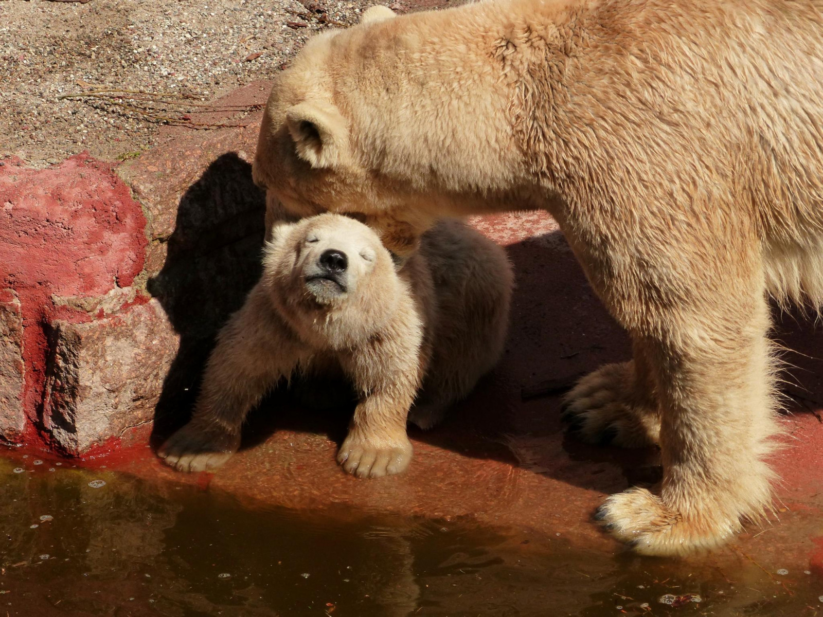 Tyskland, pels, Gråbjørn, brun bjørn, isbjørn, Rostock, bjørn, specanimal, snude, isbjørn, carnivoran, eisb r, ursusmaritimus, zoorostock, Eisb rfiete, polarbearvilma, polarbearcubfiete, Eisb rvilma, terrestrial animal