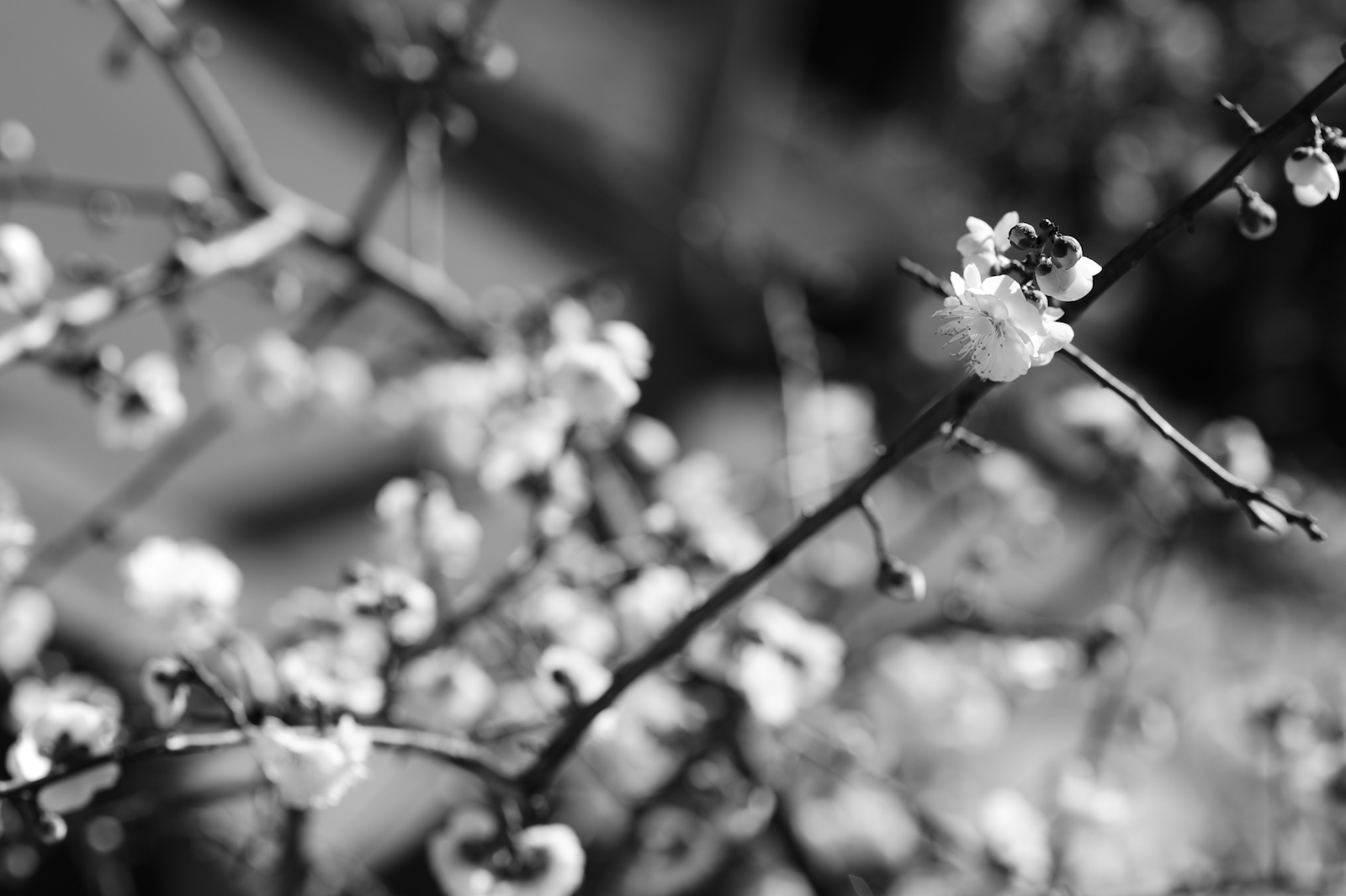 デスクトップ壁紙 ブランチ 桜の花 ニコン 春 木 工場 Bw Ume フローラ D3s 小枝 コンピュータの壁紙 黒と白 モノクロ写真 閉じる マクロ撮影 植物の茎 水分 愛知 Afsnikkor85mmf18g 岡崎 テンジン オカザキテンマング オカザキテンマンガ デスクトップ壁紙 ブランチ 桜の花 ニコン 春 木 工場 Bw Ume フローラ D3s 小枝 コンピュータの壁紙 黒と白 モノクロ写真 閉じる マクロ撮影 植物の茎 水分 愛知 Afsnikkor85mmf18g 岡崎 テンジン オカザキテンマング オカザキテンマンガ