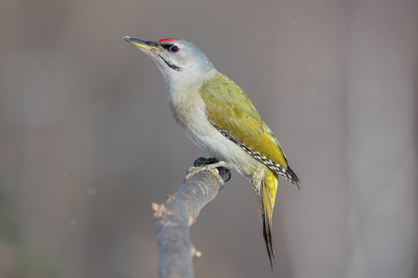 pták, zobák, Pírko, větvička, Pěvec, prohlížení pták, křídlo, dráp, Lejskovití, ocas, Volně žijících živočichů, Zůstatek, Emberizidae, pěnkava