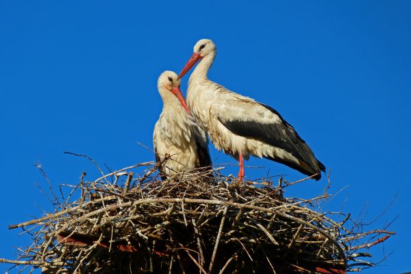 spring,stork,birds