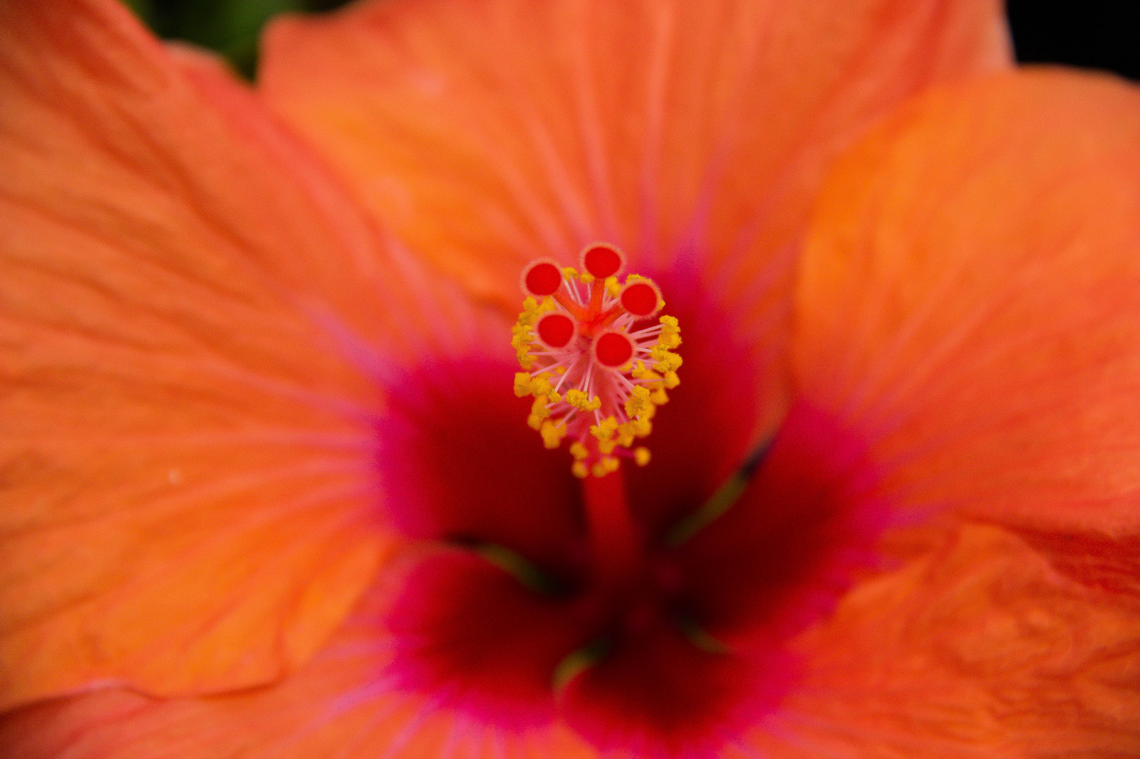 Červené, ibišek, květ, rostlina, flóra, Blomma, okvětní lístek, vellingeblomman, Hibiskus, suchozemská rostlina, kvetoucí rostlina, zblízka, makro fotografie, čínský ibišek, Slézotvaré, sléz rodina