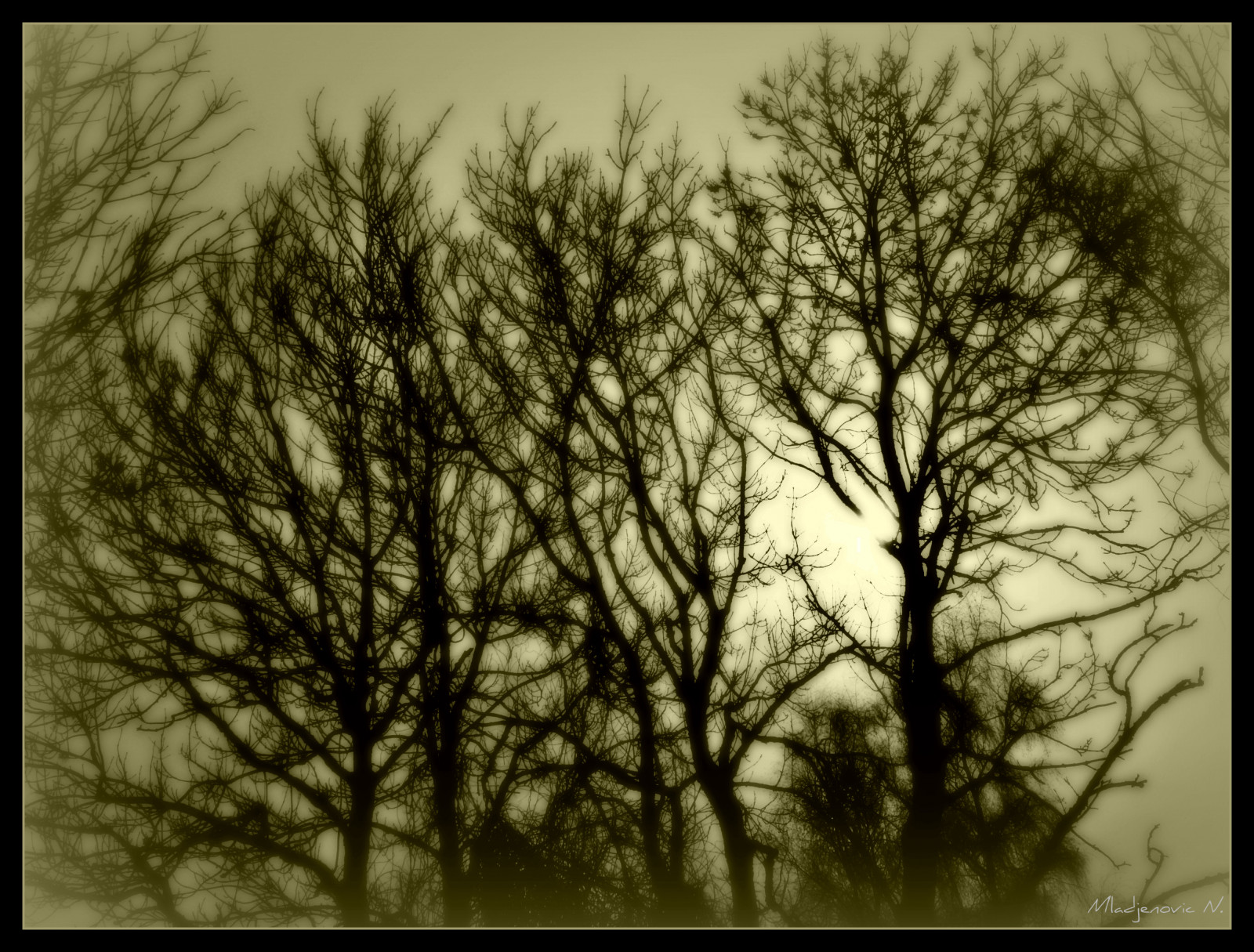 sollys, Skov, monokrom, mørk, natur, minimalisme, himmel, udendørs, vinter, silhuet, afdeling, morgen, tåge, sepia, atmosfære, Frankrig, Panasonic, lys, Sky, træ, plante, sæson, drøm, digital, mørke, hiver, arbre, Lumix, bourgogne, minimalistisk, atmosfærisk fænomen, sort og hvid, monokrom fotografering, vedplante, FZ50, bordeaux, Yonne, Svetlost, mladjenovic, priroda, Morvan, DRVO