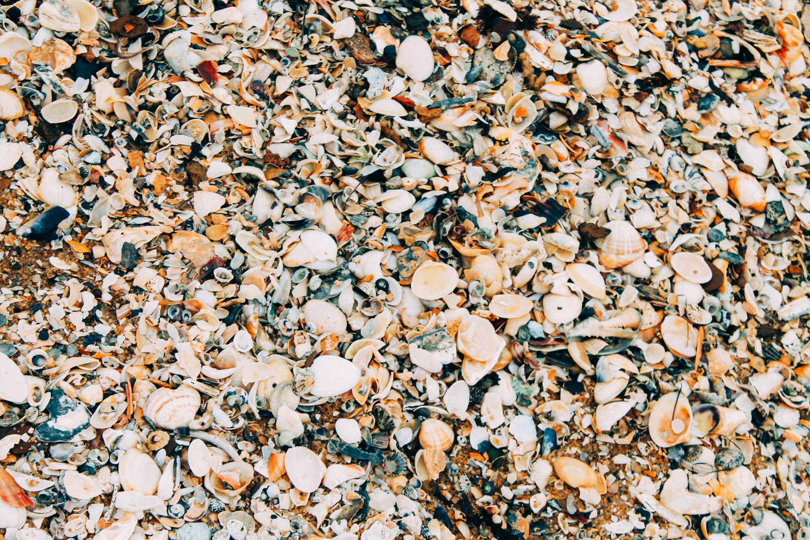 klippe, strand, afdeling, mønster, overskyet, grus, Australien, venner, Victoria, Melbourne, Brighton, efterår, blad, blomst, sæson, strande, materiale, st, Kilda, jord, gulve, rullesten