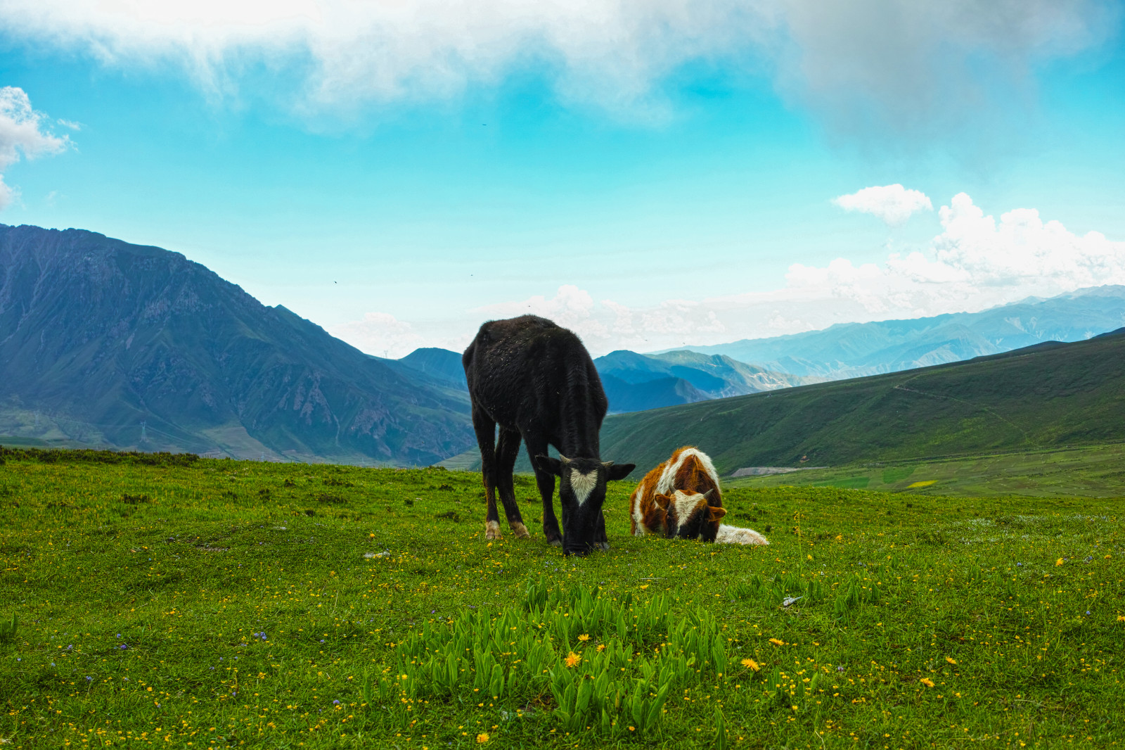 landskab, bakke, natur, græs, morgen, liv, ødemark, Gratis, plateau, landskab, bjerg, græsarealer, dp2m, husdyr, græs, eng, almindeligt, landdistrikt, levested, naturligt miljø, bjergrige landskabsformer, geografisk funktion, økosystem, bjergkæde, kvæg som pattedyr, græsning