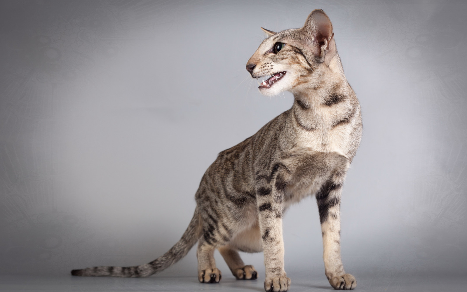 Sfondi Barba Grigio Savana Gatto Selvatico Fauna Vertebrato
