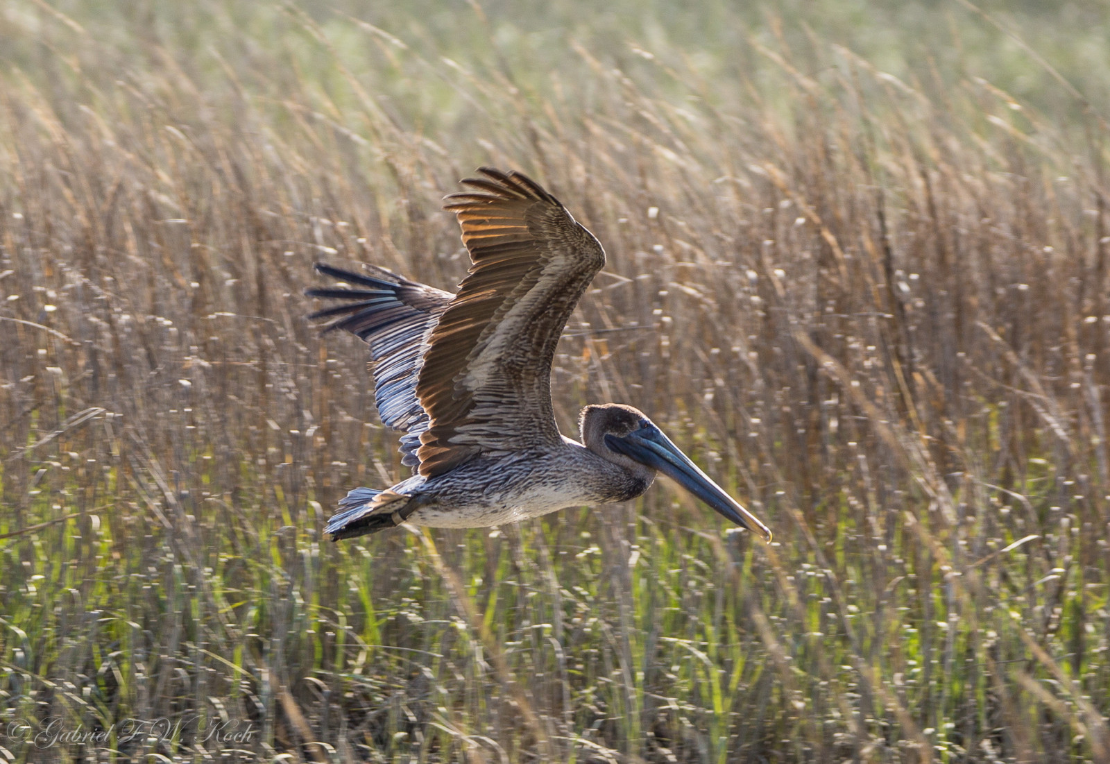 luce del sole, acqua, erba, natura, Sole, Canone, bokeh, canne, becco, zone umide, animale, teleobiettivo, Wow, all'aperto, uccello, selvaggio, airone, pellicano, gdl, al di fuori, sigma, eos, fauna, prateria, palude, vertebrato, shorebird, marsupio, divingbird