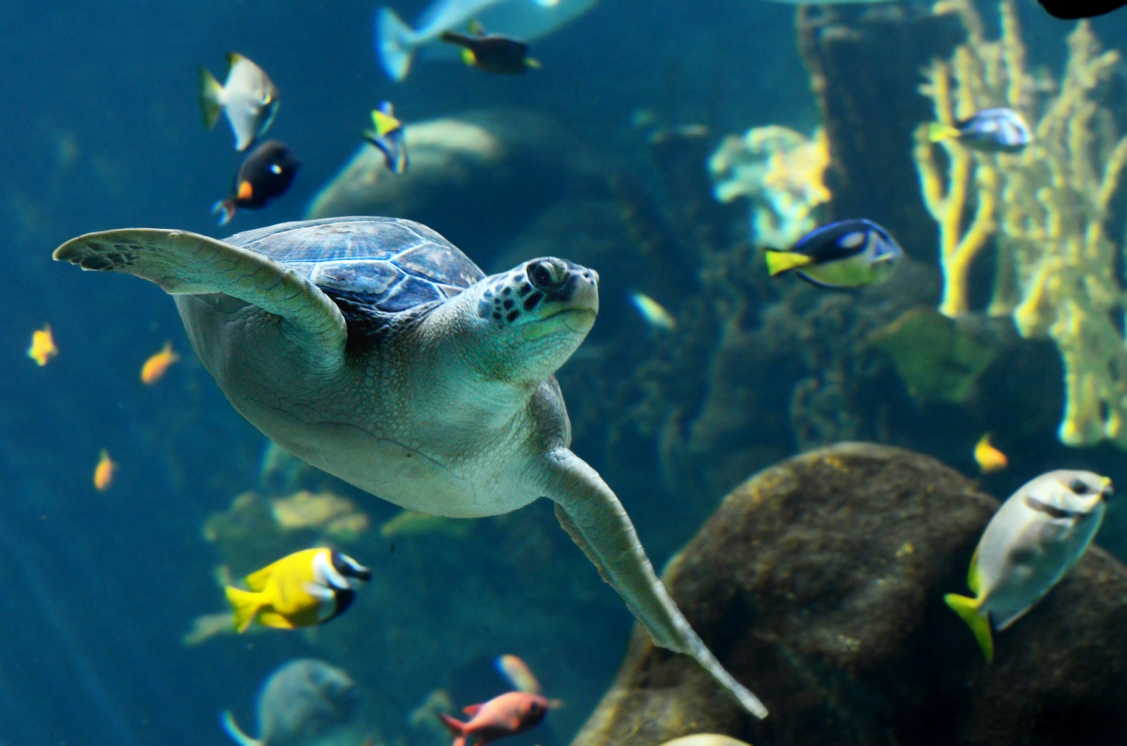 Wallpaper : turtle, fish 2047x1356 - Dragneel - 1789395 - HD Wallpapers ...
