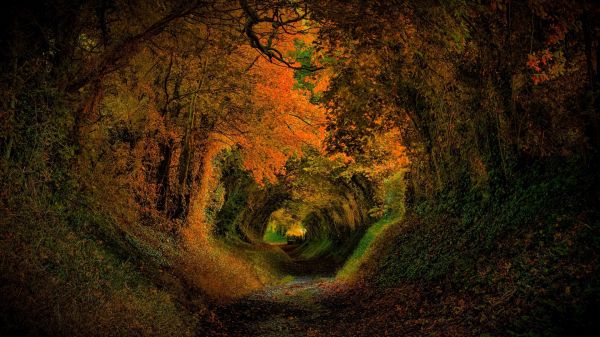 fall, leaves, nature, path, trees, plants